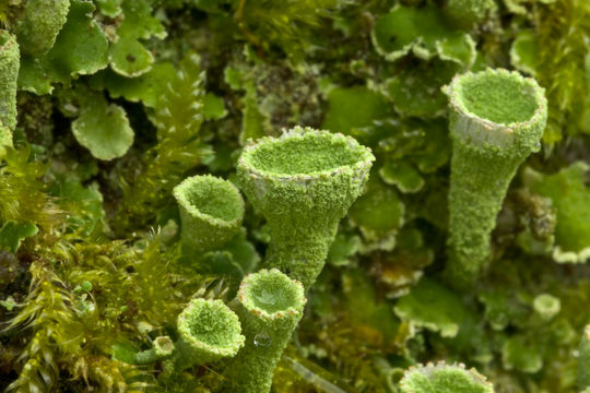 Image of cup lichen