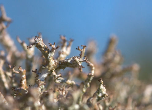 Image of <i>Cladonia rangiformis</i> Hoffm. 1796
