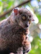 Lepilemur randrianasoloi Andriaholinirina, Fausser, Roos, Zinner, Thalmann, Rabarivola & Ravaoarimanana et al. 2017的圖片