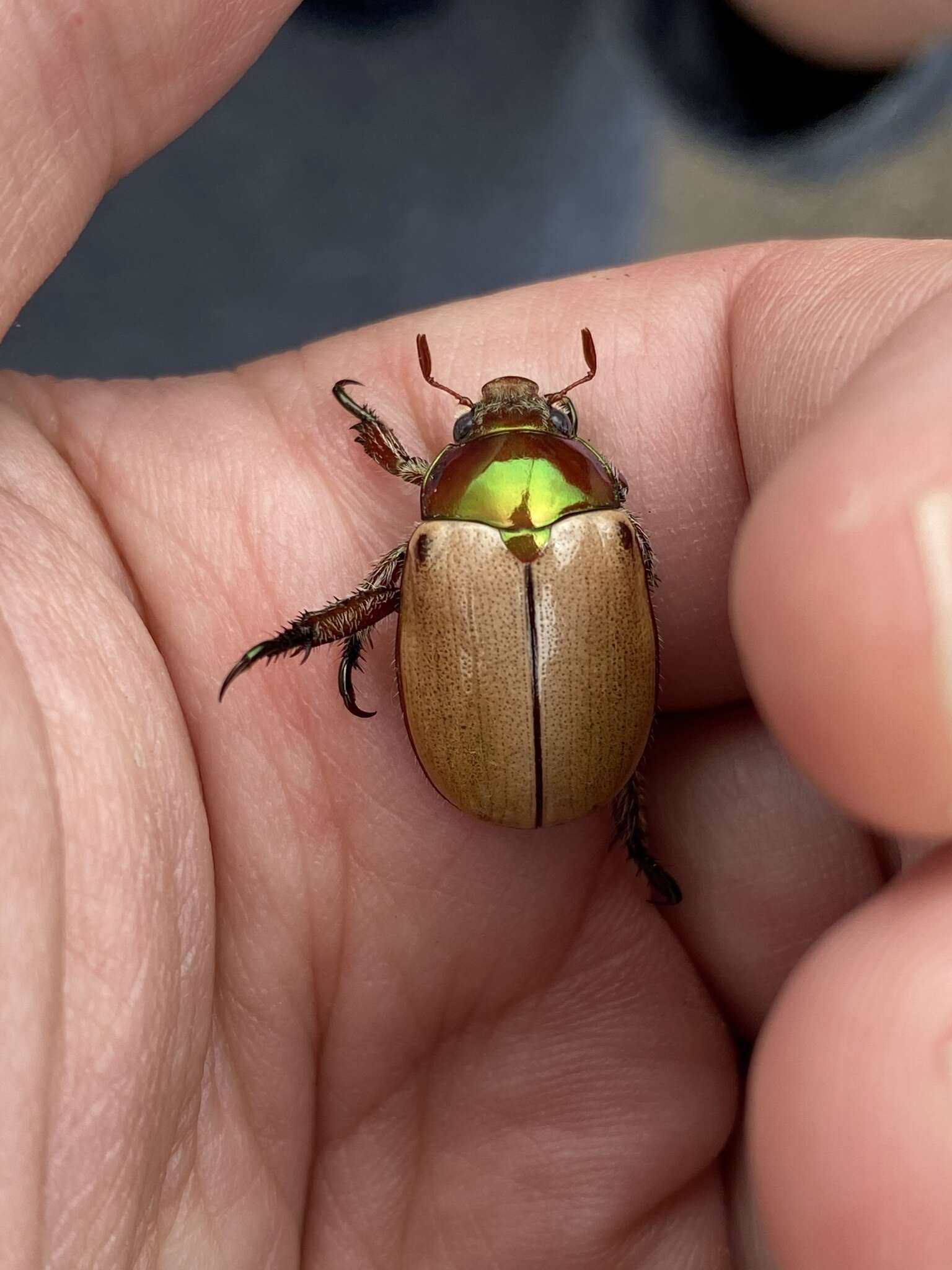 Image of Anoplognathus brunnipennis (Gyllenhal 1817)