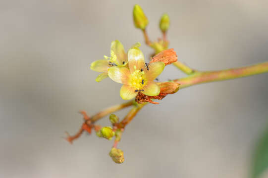 Image of Jatropha unicostata Balf. fil.