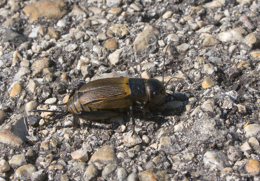 Image of Field cricket