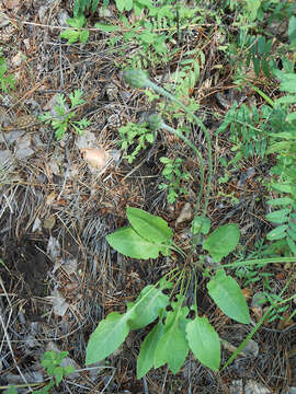 Leibnitzia anandria (L.) Nakai resmi