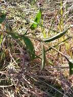 Imagem de Gentiana saponaria L.