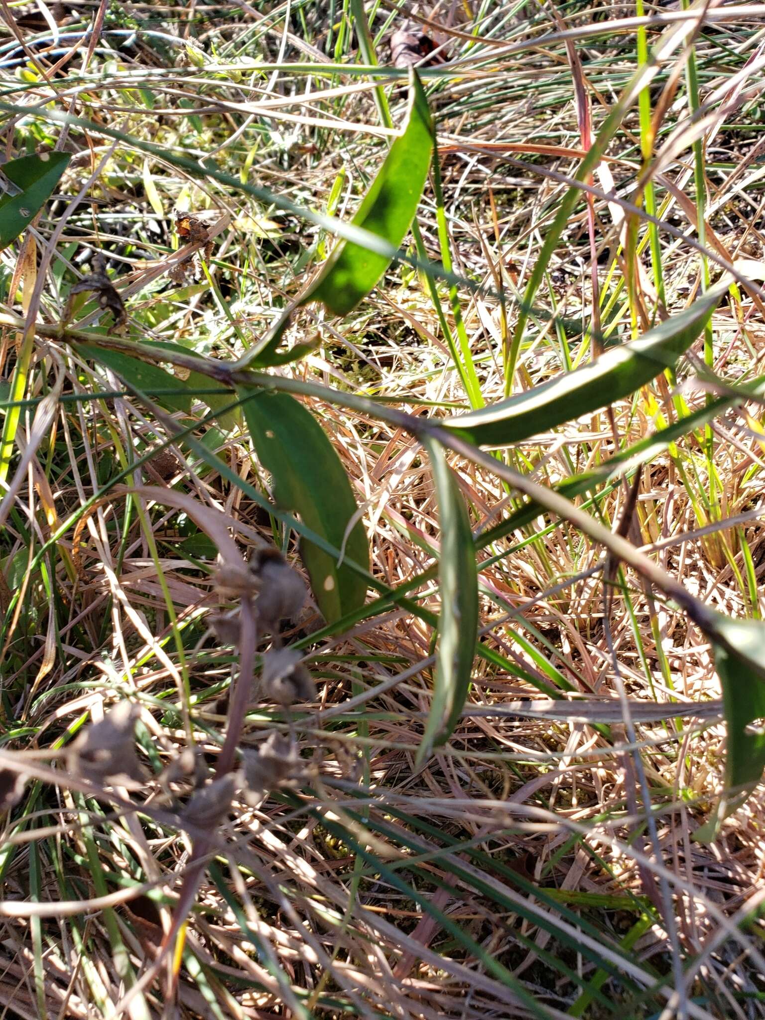 Imagem de Gentiana saponaria L.