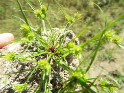 Image of bearded flatsedge