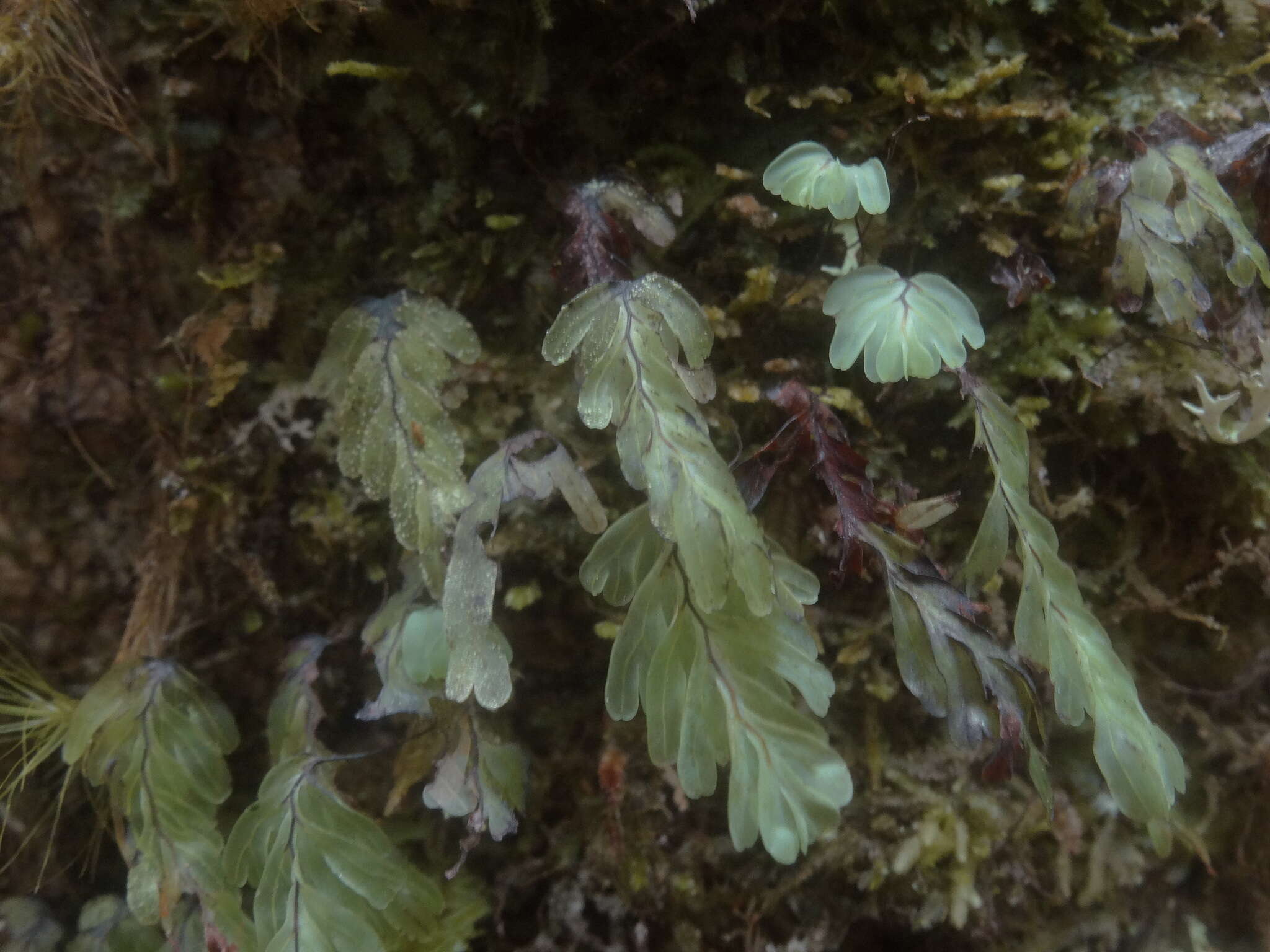 Image de Hymenophyllum rarum R. Br.