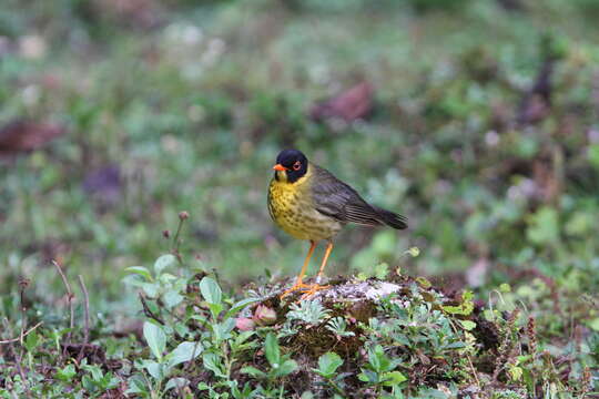 Imagem de Catharus dryas (Gould 1855)