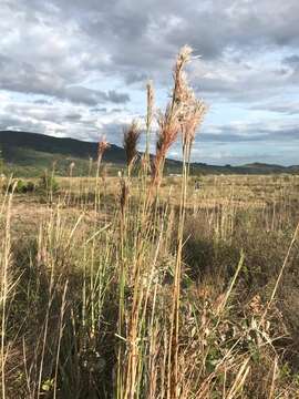 Imagem de Andropogon bicornis L.