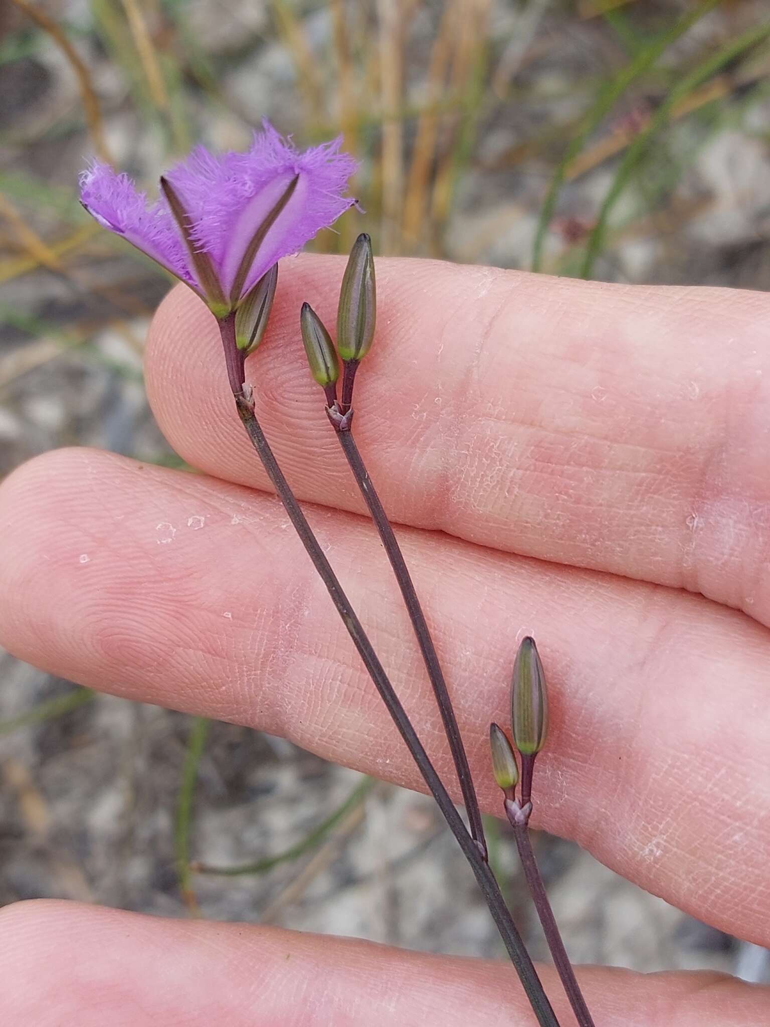 Image of Thysanotus juncifolius (Salisb.) J. H. Willis & Court