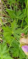 Image of Geranium atlanticum Boiss.