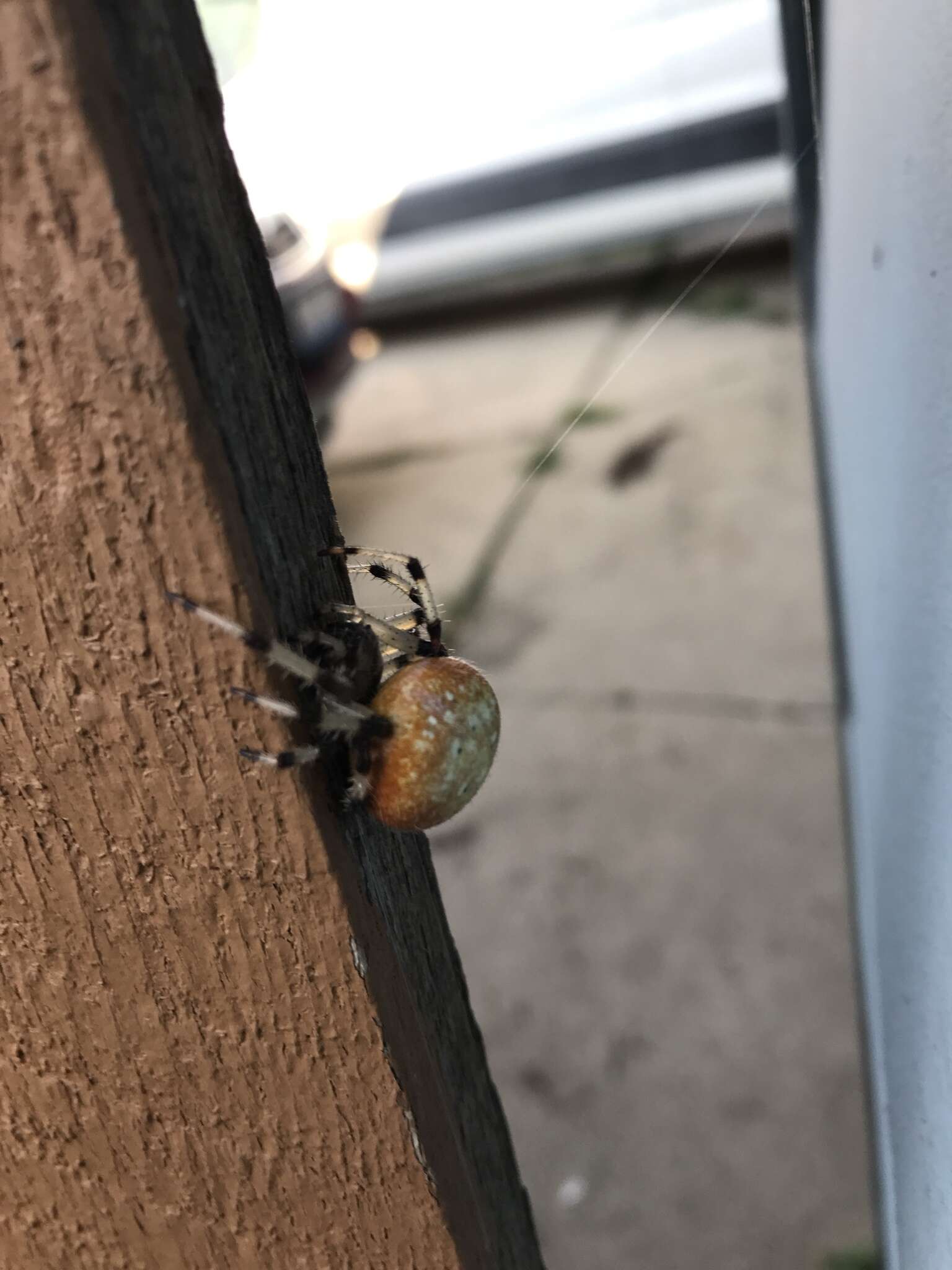 Image of Shamrock Orbweaver