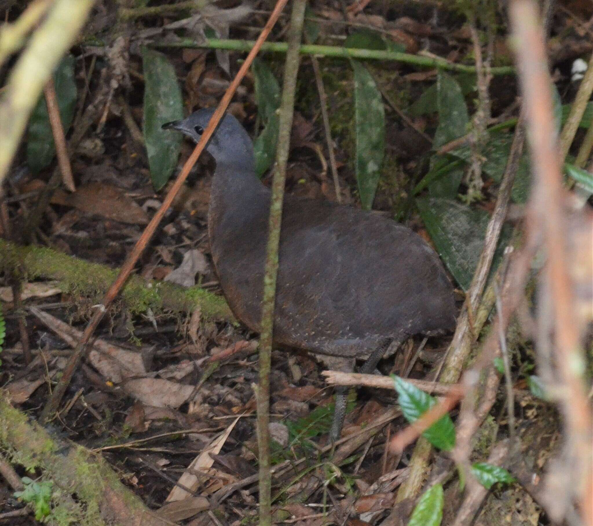 Plancia ëd Nothocercus nigrocapillus (Gray & GR 1867)