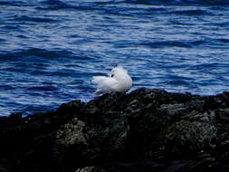 Image of Kelp Goose