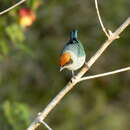 Image of Scrub Tanager