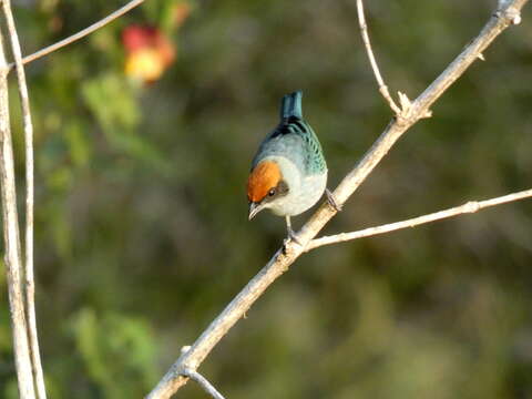 Image of Scrub Tanager