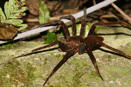 صورة Dolomedes raptor Bösenberg & Strand 1906