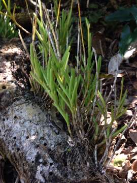 Image of moss tufted orchid