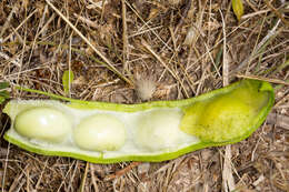 Image of Anagyris foetida L.