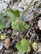 Image of Bolander's woodland-star