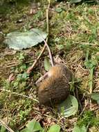 Image of Pacific Jumping Mouse