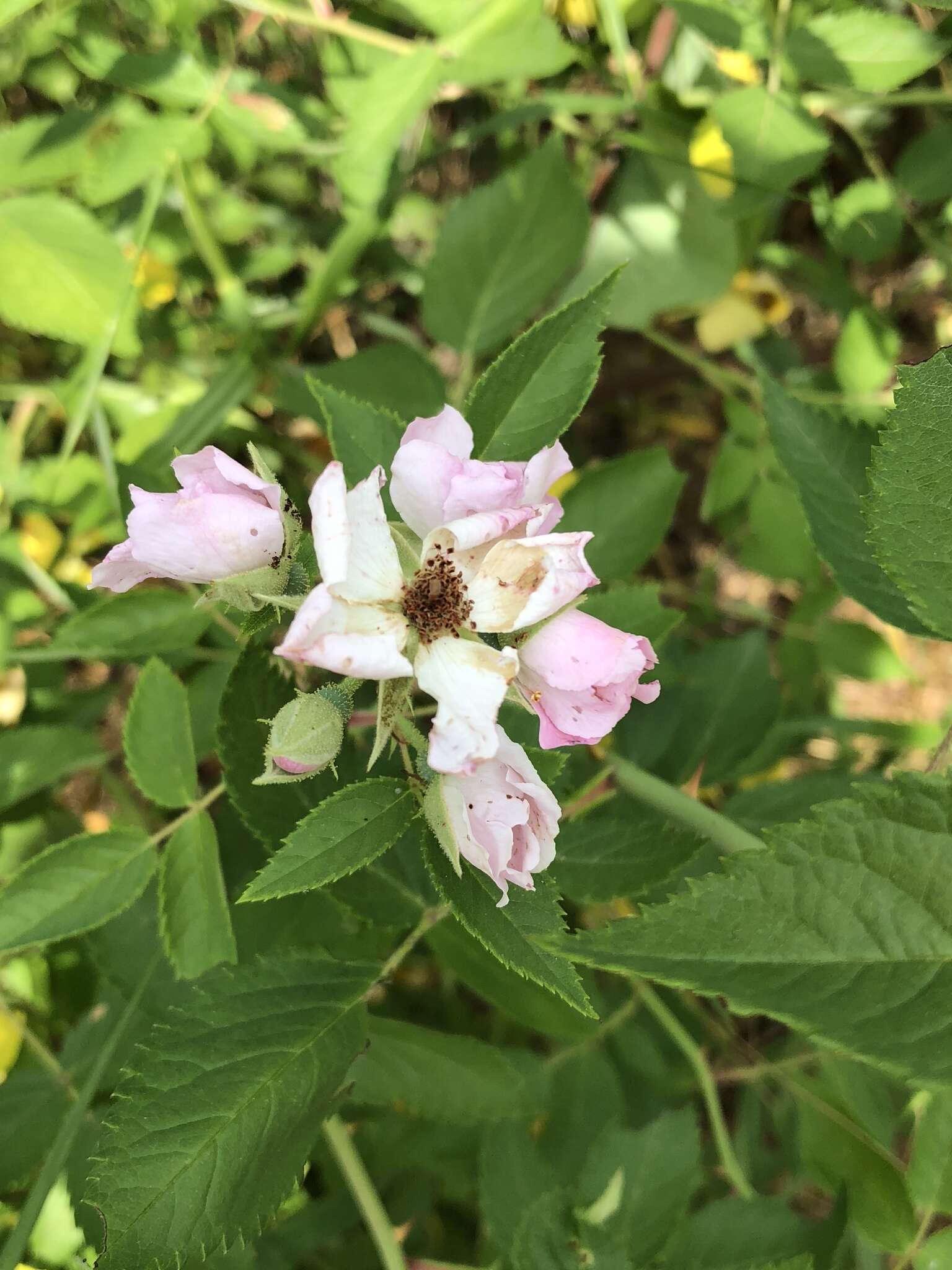 Image of climbing rose