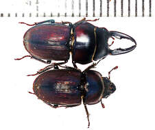 Image of Onorelucanus pulverosus (Westwood 1875)