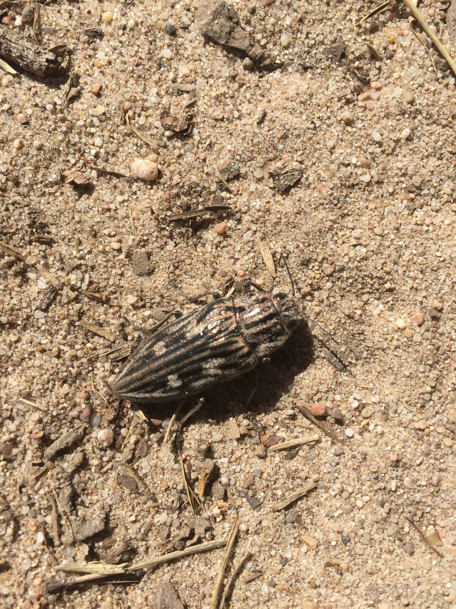 Image of Flatheaded Pine Borer