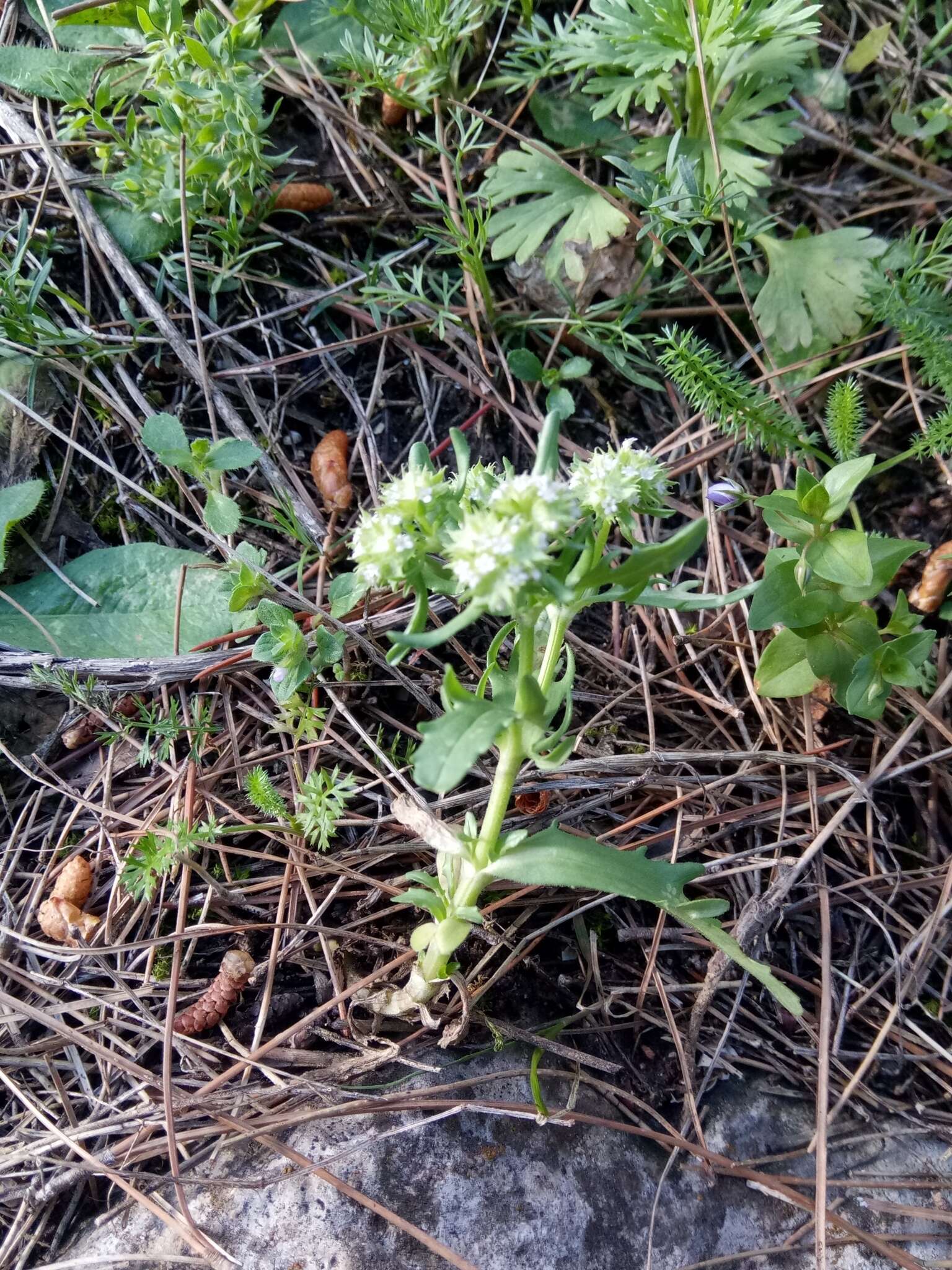 Image of Valerianella discoidea (L.) Loisel.