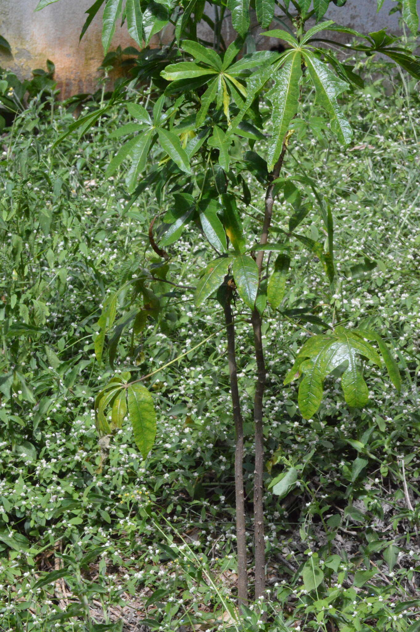 Image of Theobroma speciosum Willd. ex Spreng.