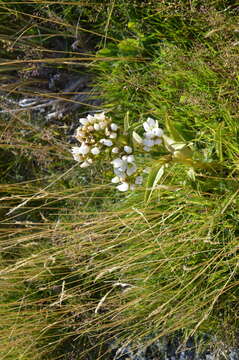 Image of Gentianella corymbifera (T. Kirk) Holub