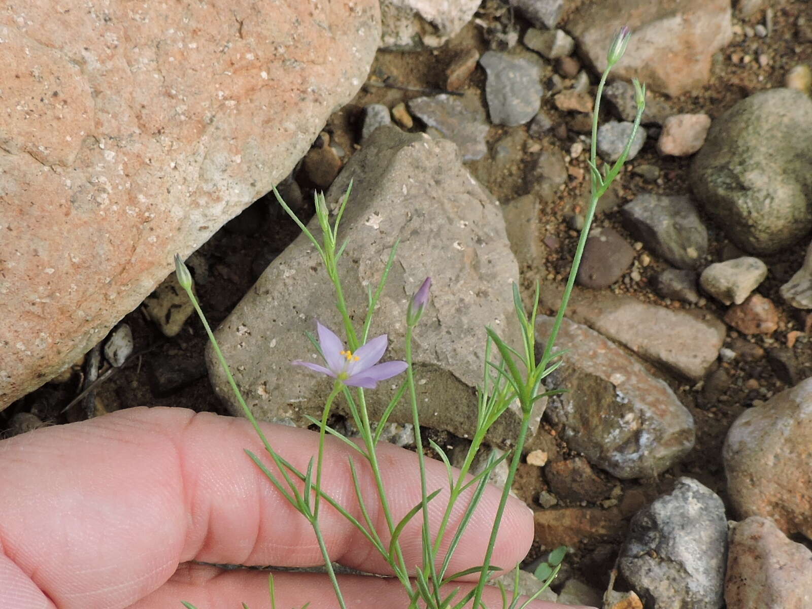 Image of Stewart's gilia