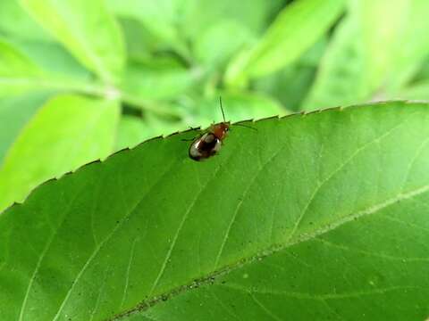 Image of <i>Monolepta signata</i>