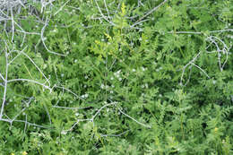 Image of white fiestaflower