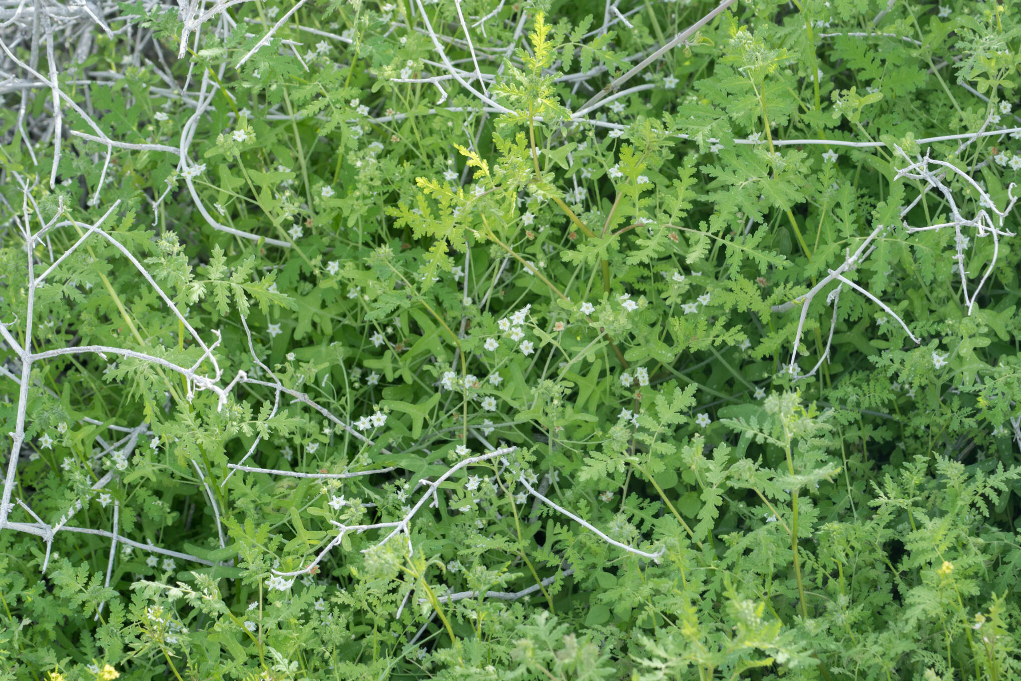 Image of white fiestaflower