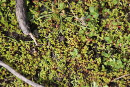 Image of water pygmyweed