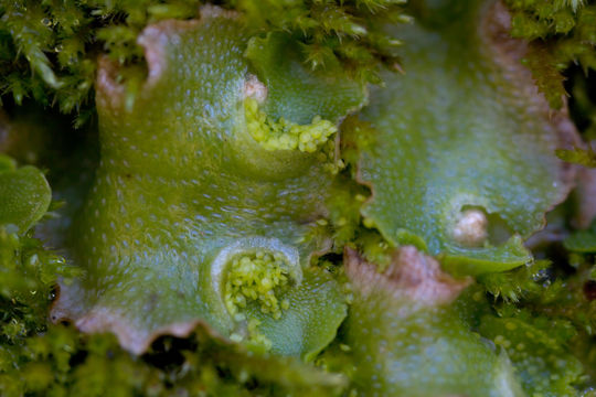 Image of Crescent-cup liverwort