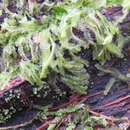 Image of Lophocolea semiteres (Lehm.) Mitt.