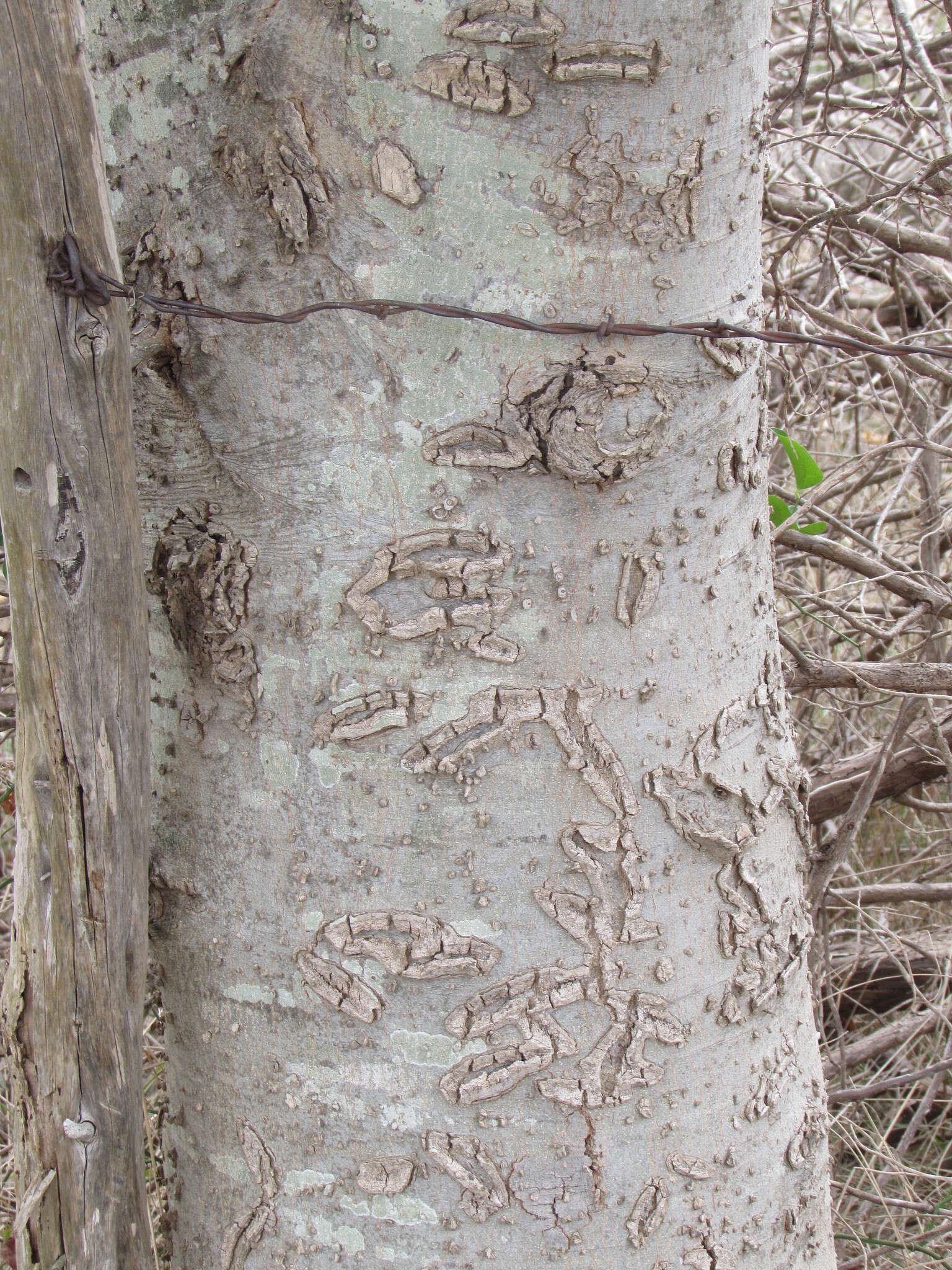 Image of Southern Hackberry