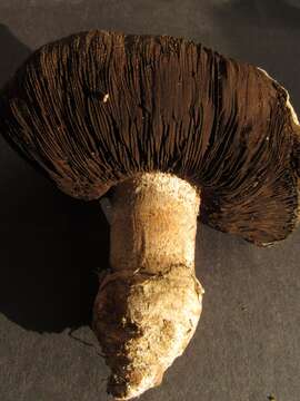 Sivun Agaricus pequinii (Boud.) Konrad & Maubl. 1927 kuva