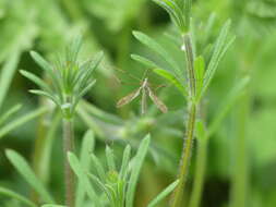 Image of Limnophila (Limnophila) pictipennis (Meigen 1818)