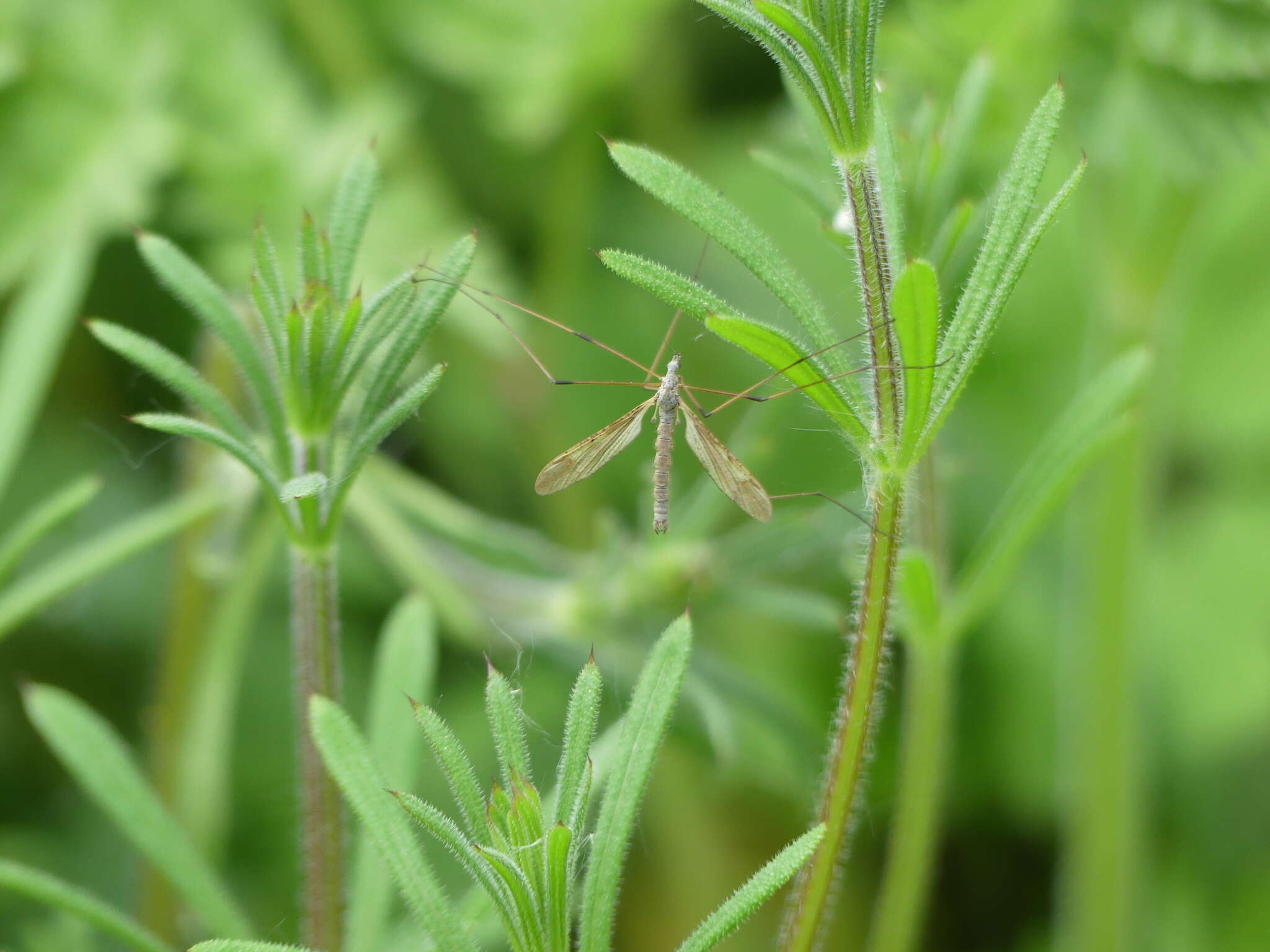 Image of Limnophila (Limnophila) pictipennis (Meigen 1818)