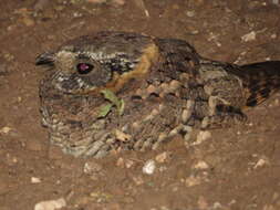 Image of Buff-collared Nightjar