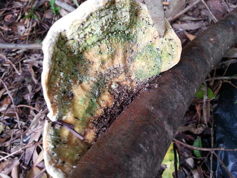 Image de Trametes meyenii (Klotzsch) Lloyd 1918