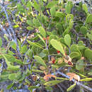 Sivun Tricerma phyllanthoides (Benth.) Lundell kuva