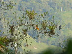 Image of Bronze-winged Parrot