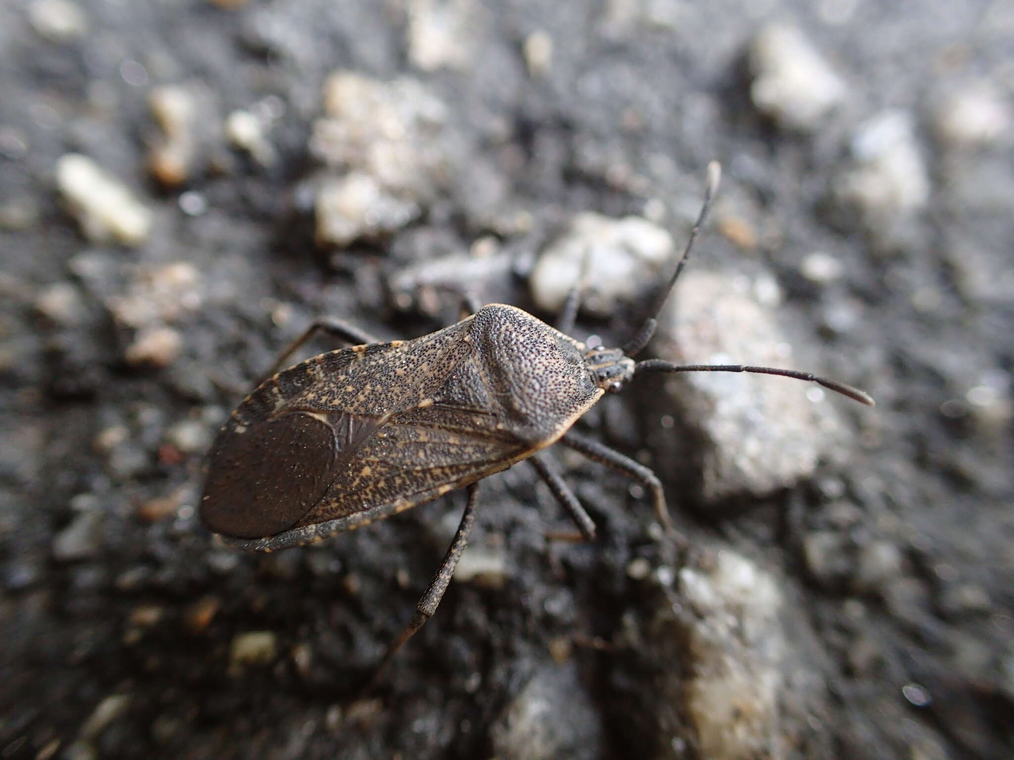 Image of Squash Bug