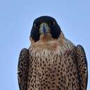 Image of <i>Falco peregrinus submelanogenys</i>