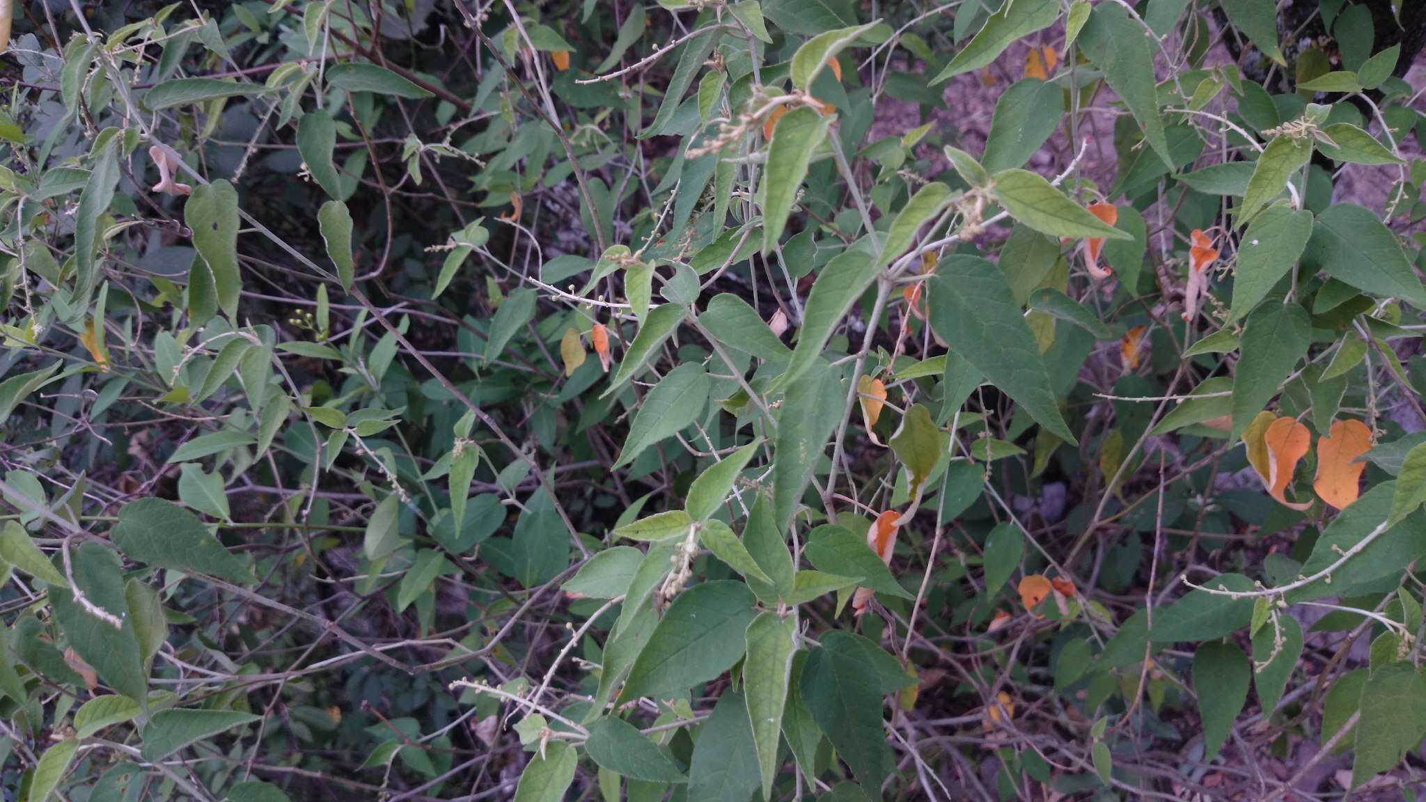 Image of Cortez's croton