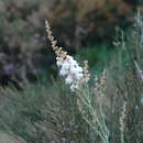 Sivun Linaria nivea Boiss. & Reuter kuva